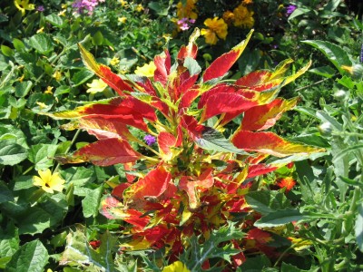 Amaranthus Tricolor